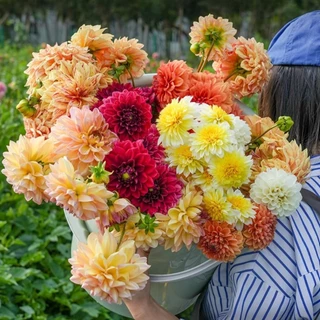 เมล็ดดอกรักเร่ คละสี 100 เมล็ด เมล็ดรักเร่ Dahlia Color Mix