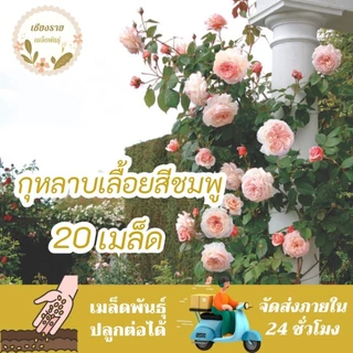 ชุดรวมเมล็ดพันธุ์ ดอกกุหลาบเลื้อย เมล็ดพันธุ์แท้ นำเข้าจากต่างประเทศ สายพันธุ์แท้OP นำเมล็ดรุ่นต่อไปปลูกต่อได้