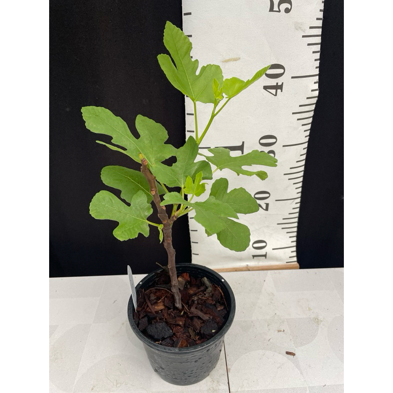 มะเดื่อฝรั่ง Fig พันธุ์ Black LDA  กิ่งปักชำ รากเดินดีแล้ว