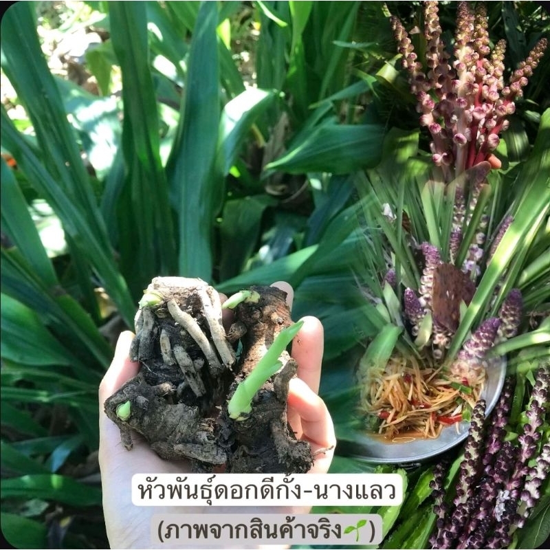 หัวพันธุ์ดอกดีกั้ง นางแล้ว นางลาว ขายเป็นชุด ชุดระ5หัว