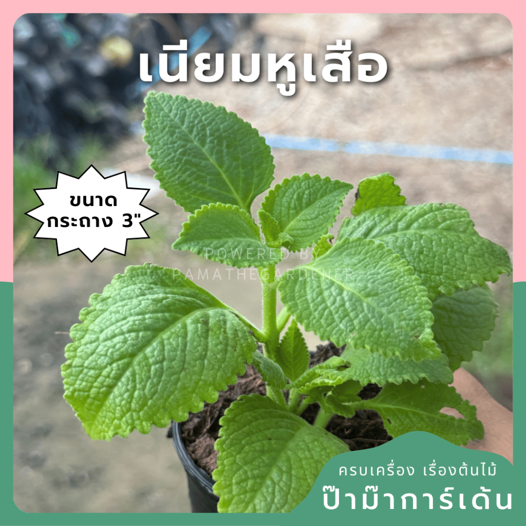 เนียมหูเสือ สนุมไพรไทย ส่งพร้อมกระถาง