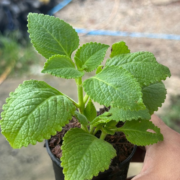 มุมมอง 3