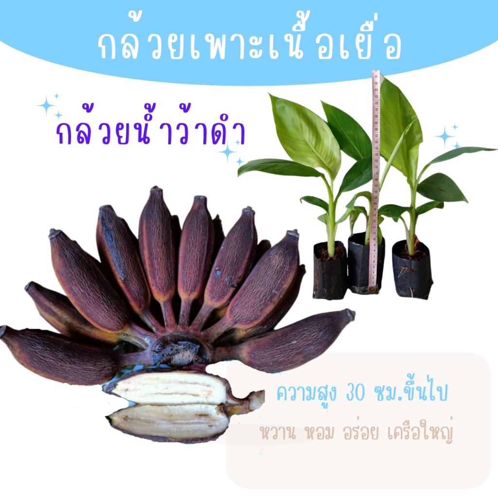 กล้วยน้ำว้าดำ กล้วยโบราณ หายาก สุกเปลือกสีน้ำตาลแดง ทานอร่อย ต้น​เพาะเนื้อ​เยื่อ ปลอดโรค สายพันธุ์แท้จากห้องแลป ราคาส่ง