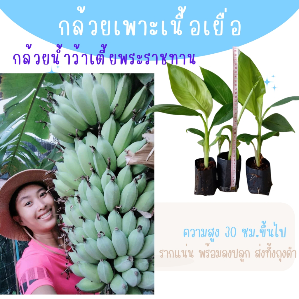 กล้วยน้ำว้าเตี้ยพันธุ์พระราชทาน กล้วยน้ำว้าพระเทพ เครือใหญ่ ต้นเตี้ย