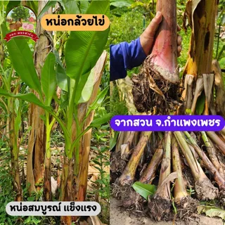 หน่อกล้วยไข่ จากสวนจังหวัดกำแพงเพชร พร้อมส่ง ขุดสด หน่อกล้วยสมบูรณ์ หยกเพชรฟาร์ม