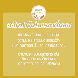 เมล็ดพันธุ์ ผักสลัด ปารีสไอแลนด์คอส 150 เมล็ด Parris island Cos Lettuce Seed เมล็ดพันธุ์แท้ นำเข้าจากต่างประเทศ โตไว
