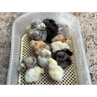 ไข่เชื้อไก่ซิลกี้อเมริกา ชุดรวมขน(ขนกลับ ขนซาติน ขนไหม) ราคาต่อ 1 ฟอง (ซื้อ 5 ฟอง แถม 1 ฟอง)