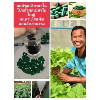 🌿🥬แค็ปซูลนาโนเขียว 10/30/50แค็ปซูล ราคาส่งจากโรงงาน.-🥬🌿💥🌱ฮอร์โมนพืชทางใบและดิน