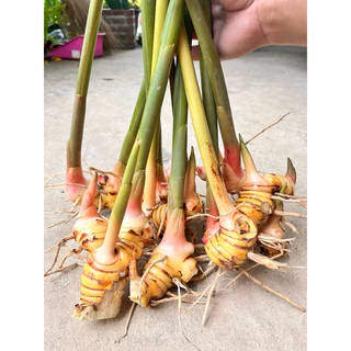 ข่าเหลือง​ (ท่อนพันธุ์) 1ชุดมี4ต้น