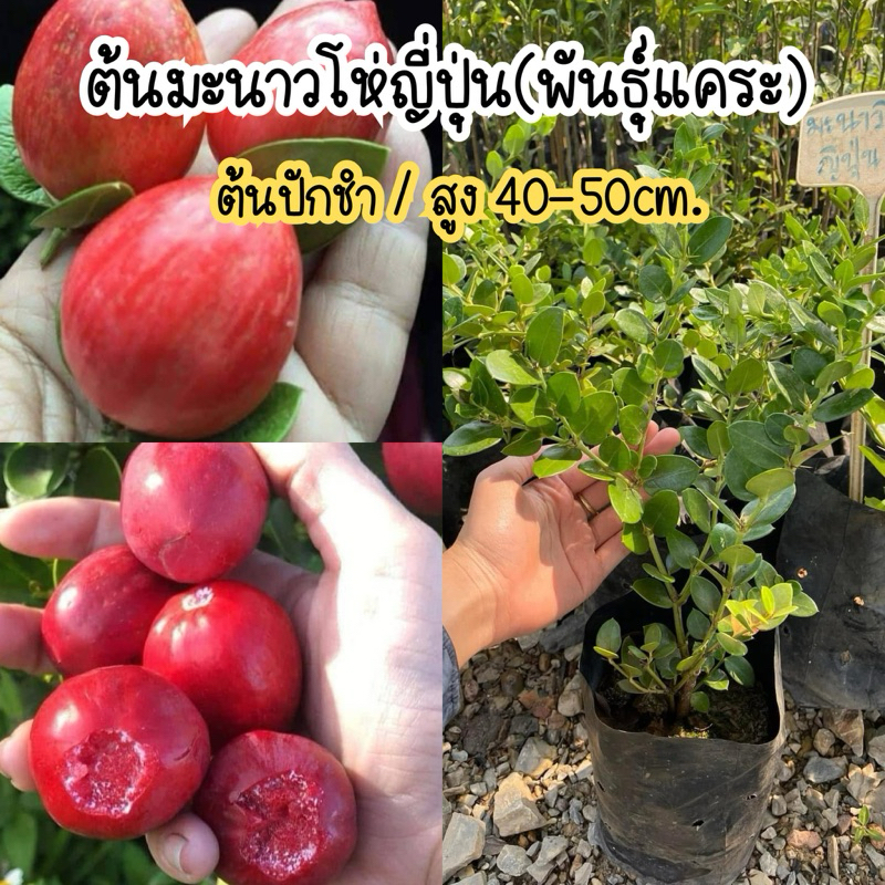 ต้นมะนาวโห่ญี่ปุ่น (พันธุ์แคระ) ปลูกในกระถางได้ ต้นพร้อมลงปลูก