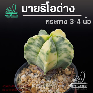 สวนขายเอง! แอสโตรมายริโอด่าง Astrophytum myriostigma variega…