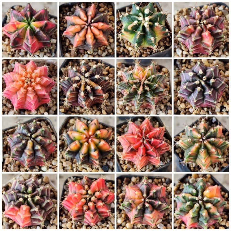 ยิมโนด่าง Gymnoด่างสวย [เซท3 มาใหม่ทั้งหมด] ถูกที่สุด ด่างแจ่มๆ และหวานละมุน