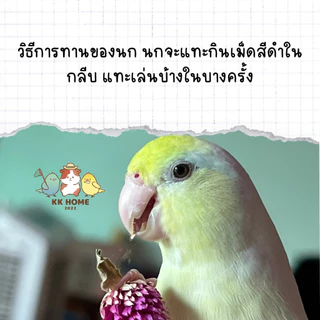 ดอกบานไม่รู้โรยม่วงโฮมเมด ดอกบานไม่รู้โรยม่วง บานม่วง อาหารเสริมสำหรับนกแก้ว