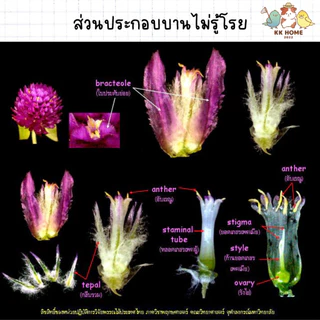 ดอกบานไม่รู้โรยม่วงโฮมเมด ดอกบานไม่รู้โรยม่วง บานม่วง อาหารเสริมสำหรับนกแก้ว