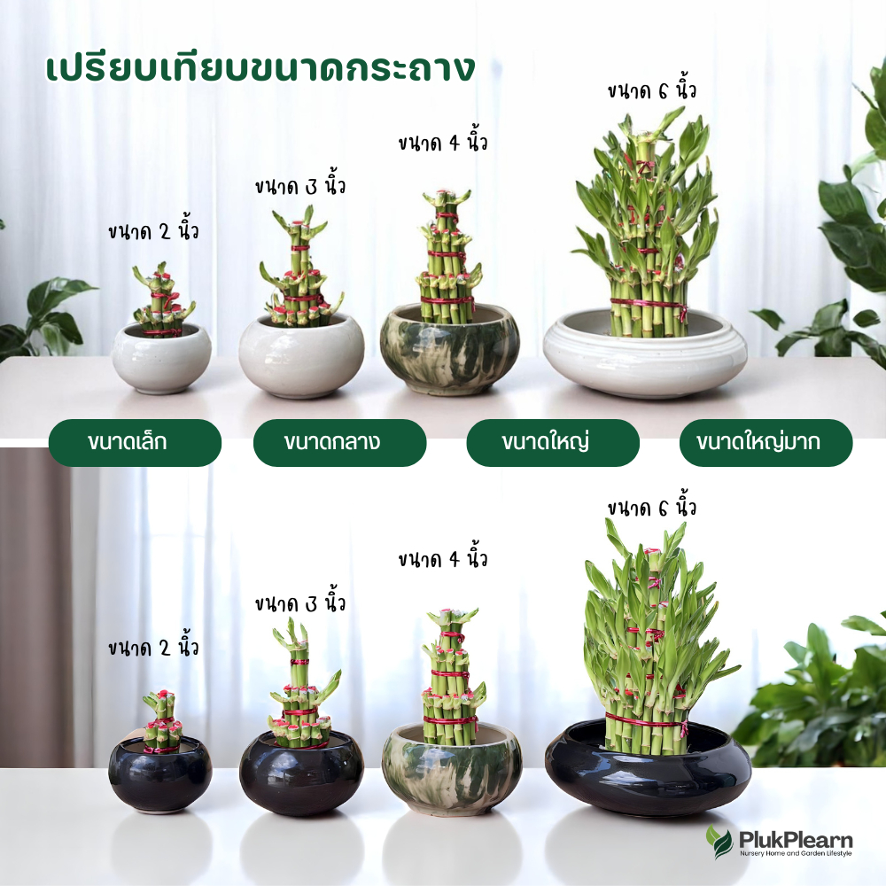 ไผ่กวนอิม 4 ชั้น ((งอกมีใบ))พร้อมกระถาง 6 นิ้ว ขนาดใหญ่มาก สำหรับบูชา และเป็นของขวัญ สำหรับปลูกในน้ำ - รูปที่ 4