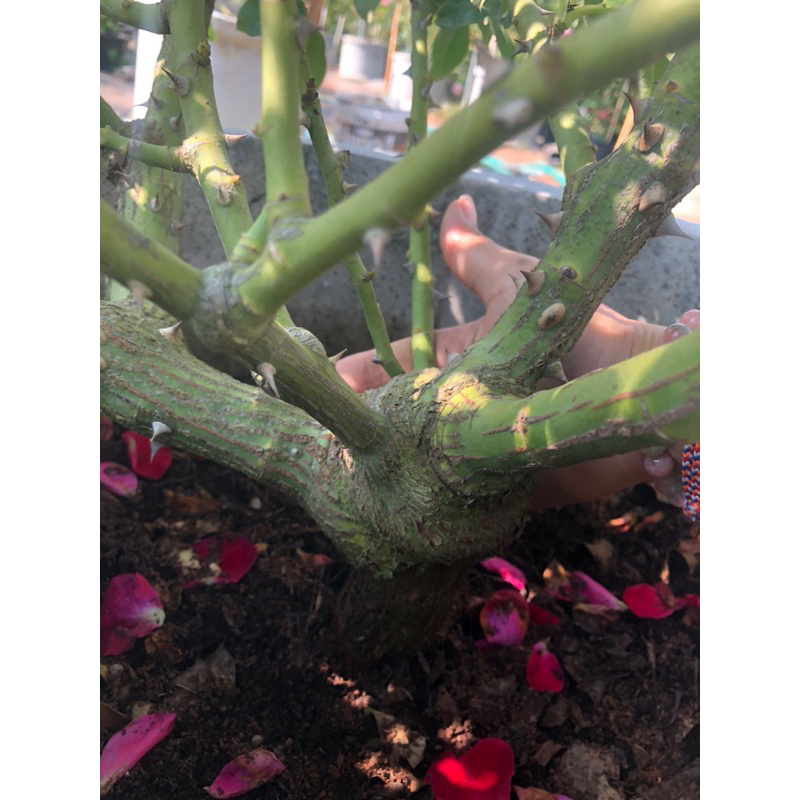 ปุ๋ยบำรุงรากกุหลาบ Family rose garden พร้อมส่ง - รูปที่ 4