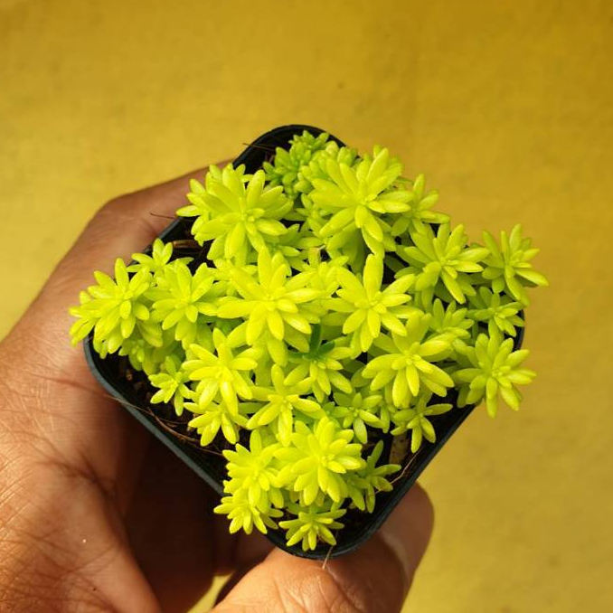 ต้นไม้อวบน้ำ กุหลาบหิน แพรทองแคระ Sedum Minus Aureus  ต้นเศรษฐีแพรทอง #succulent #เมล็ดพันธุ์พืช - รูปที่ 2