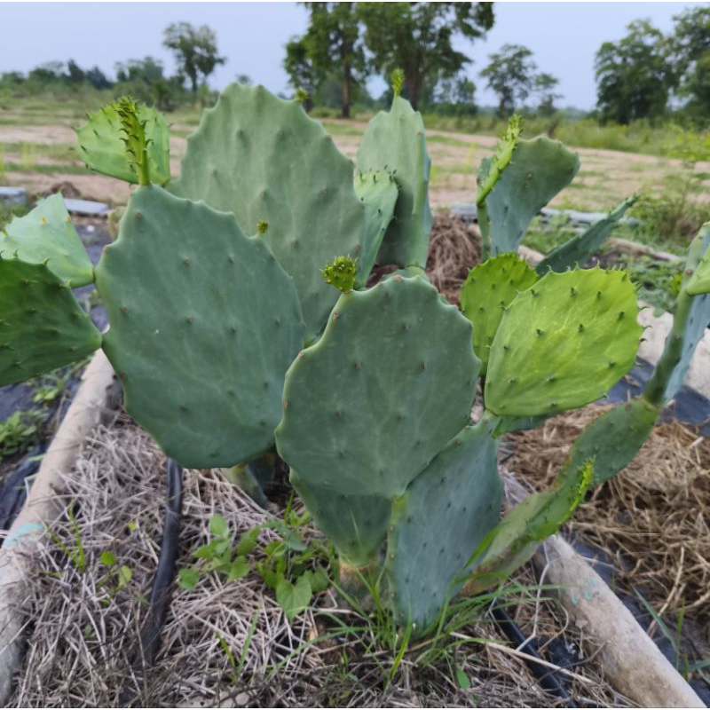 Opuntia Old Mexico (โอพันเทีย โอลเม็กซิโก) ไม้ลำ กระบองเพชร ทานผลได้ ทานแพดได้  ตัดสด ขายเป็นแพด(1ใบ)