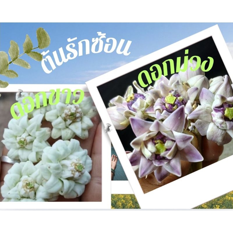 ต้นรักซ้อนดอกสีขาวและดอกสีม่วงในถุงเพาะชำ