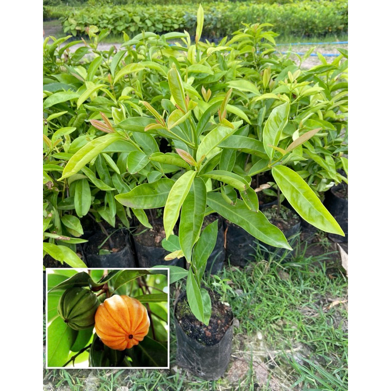 ต้นชะมวง ต้นส้มโมง มีสรรพคุณมากมาย (สูง40-60cm) รากแน่น พร้อมปลูก