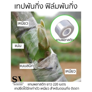 เทปพันกิ่ง ฟิล์มพันกิ่ง กว้าง 3,5,10 ซม แกนพลาสติก ยาว 200 เมตร เทปยืดได้อีกเท่าตัว เหนียว ไม่มีกาว สำหรับตอนกิ่ง ติดตา