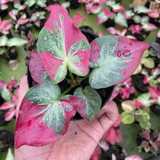 ชายชล บอนสี รัตนสิน เชื้อต้นแม่สวย ป้ายจัด สีสด สวย กระถาง 4 นิ้ว