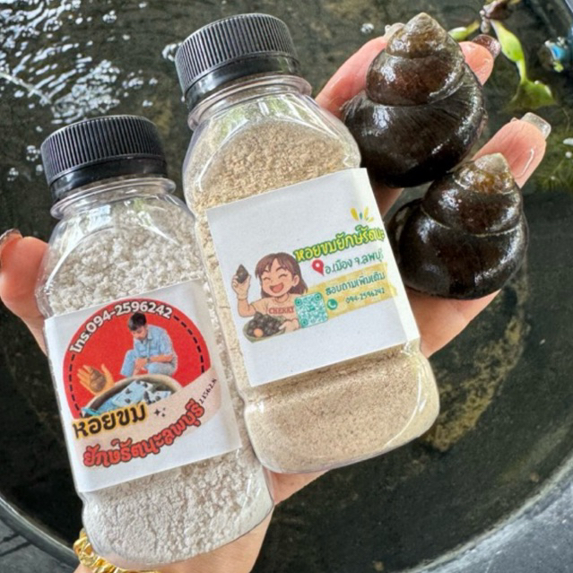 หอยขมยักษ์รัตนะ ชุดพร้อมเลี้ยง