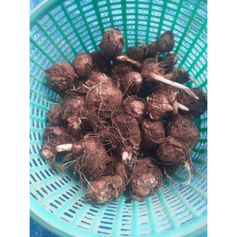 บอนใบเงินของแท้1หัวเพาะขึ้นง่าย - รูปที่ 4