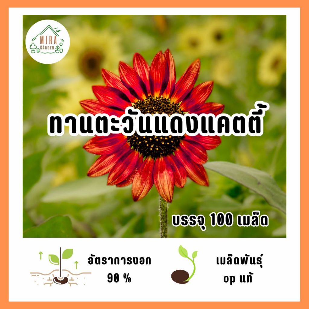 ทานตะวันแดงแคตตี้ 100 เมล็ด
