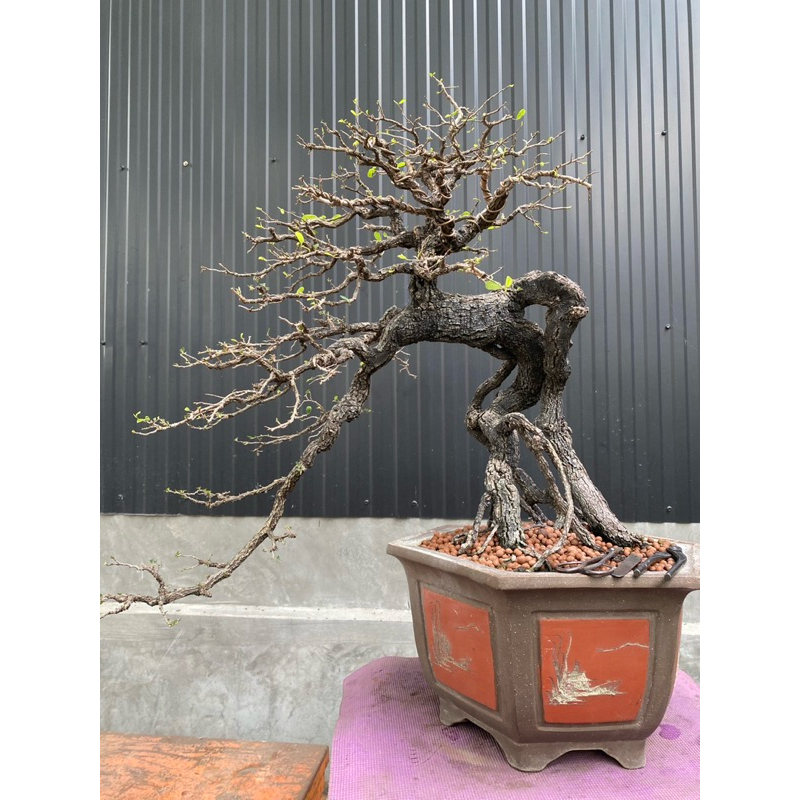 บอนไซตะโก (Tako Bonsai)