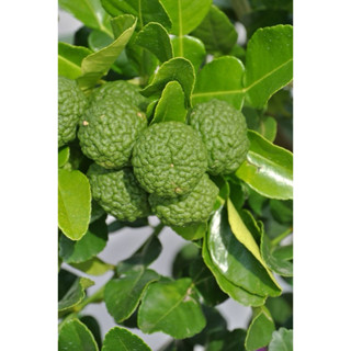 ต้นมะกรูด1ต้นถุงดำต้นเล็ก