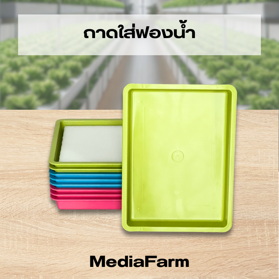ถาดใส่ฟองน้ำเพาะเมล็ด ถาด ถาดเพาะ