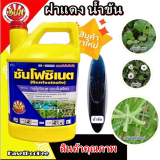 ซันโฟสิเนต 4 ลิตร ฝาแดง สูตร น้ำเข้ม กลูโฟสิเนต กำจัดวัชพืช …