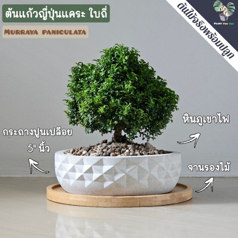 ต้นแก้วญี่ปุ่นแคระ Murraya paniculata (L.) Jack. พร้อมกระถาง+จานรอง+หินกรวด PLANT FOR YOU