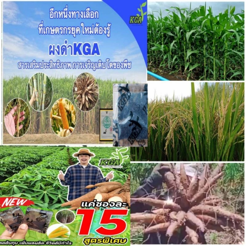 ‼️ผงดำ KGA‼️(ปุ๋ยกึงฮอร์โมน)