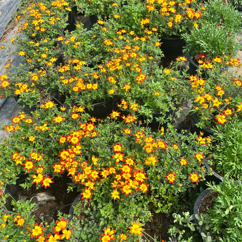 ไบเด้น สีเหลือง แดง ขนา￼ด 8 นิ้ว ไม้ดอกไม้ประดับแต่งสวน - รูปที่ 6