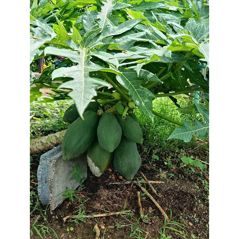 #พิเศษ3ต้น100 ‼️ต้นมะละกอเตี้ยชุมแพ สายพันธ์ุเตี้ยแท้100% - รูปที่ 3