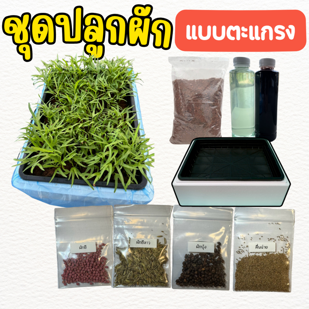 ชุดปลูกผัก(แบบตระแกรง) ชุดพร้อมปลูกผัก ด้วยขุยมะพร้าว ง่ายสะดวก มีวิธีสอน ปลูกผักชี คื่นฉ่าย ผักบุ้ง