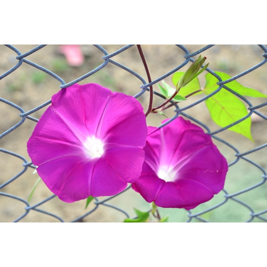 ต้นพันธุ์ มอนิ่งกลอรี่  ถุงดำ 29 บาท พร้อมปลูก ส่งคละสี ดอกผักบุ้ง ผักบุ้งฝรั่ง Morning Glory มอร์นิ