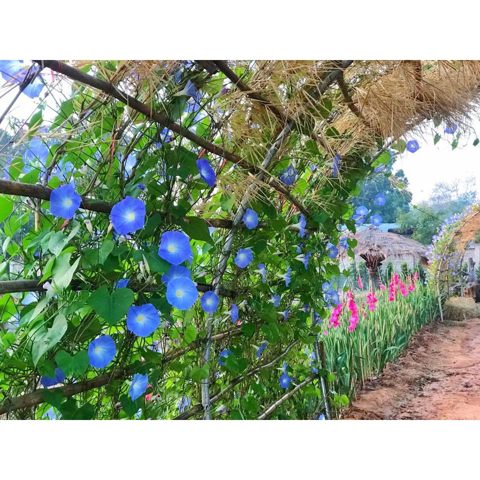 ต้นพันธุ์ มอนิ่งกลอรี่  ถุงดำ 29 บาท พร้อมปลูก ส่งคละสี ดอกผักบุ้ง ผักบุ้งฝรั่ง Morning Glory มอร์นิ