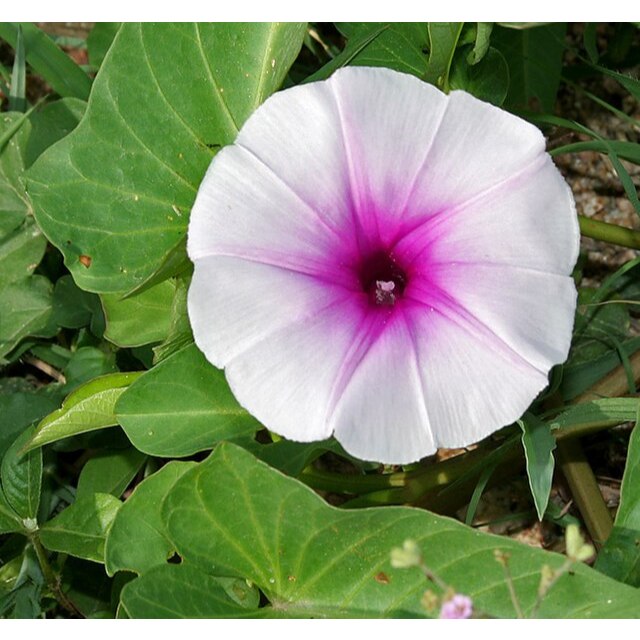 ต้นพันธุ์ มอนิ่งกลอรี่  ถุงดำ 29 บาท พร้อมปลูก ส่งคละสี ดอกผักบุ้ง ผักบุ้งฝรั่ง Morning Glory มอร์นิ