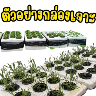 ที่เจาะรูปลูกผักไฮโดรโปนิกส์ 5 ขนาด ชุดที่เจาะรู 5 ขนาด เจาะรูกล่องโฟมปลูกผักไฮโดรโปนิกส์