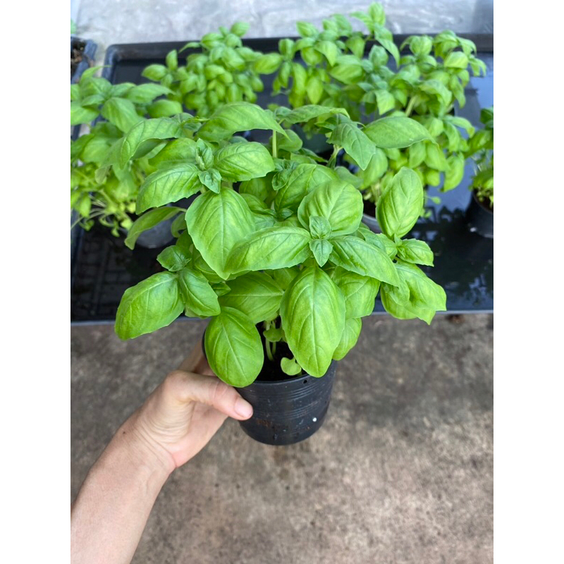 ต้นโหระพา อิตาลี่ สด   ส่งพร้อมกระถาง 4 นิ้ว  💥ซื้อ3แถม1กระถาง 🪴🍕Italian Basil plant 4inch pot💥Buy 3 get 1 free - รูปที่ 3