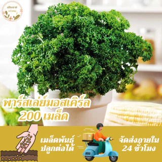 เมล็ดพันธุ์ พาร์สเลย์ มอสเคิร์ล 30 เมล็ด Moss Curled Parsley Seed เมล็ดพันธุ์แท้ นำเข้าจากต่างประเทศ ปลูกผัก สวนครัว