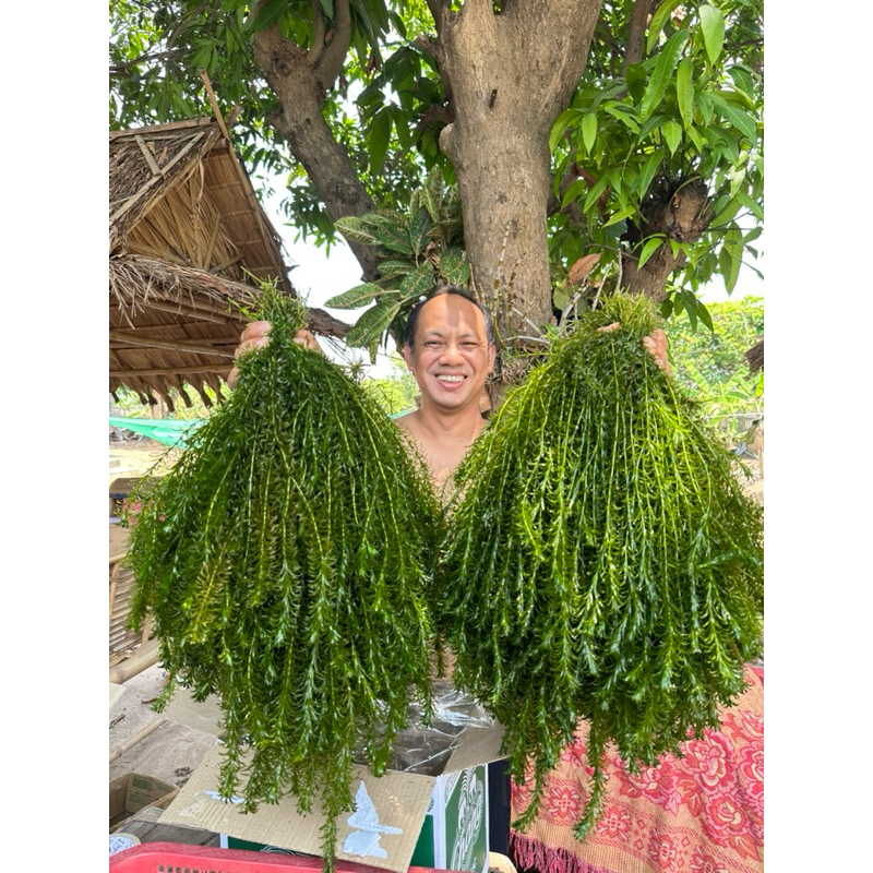 สาหร่ายหางกระรอก ใส่บ่อปลา อ่างปลา ที่หลบภัยของสัตว์น้ำ ปลูกเองขายเอง