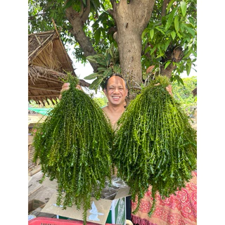 สาหร่ายหางกระรอก ใส่บ่อปลา อ่างปลา ที่หลบภัยของสัตว์น้ำ ปลูกเองขายเอง