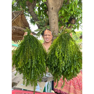 สาหร่ายหางกระรอก ใส่บ่อปลา อ่างปลา ที่หลบภัยของสัตว์น้ำ ปลูกเองขายเอง