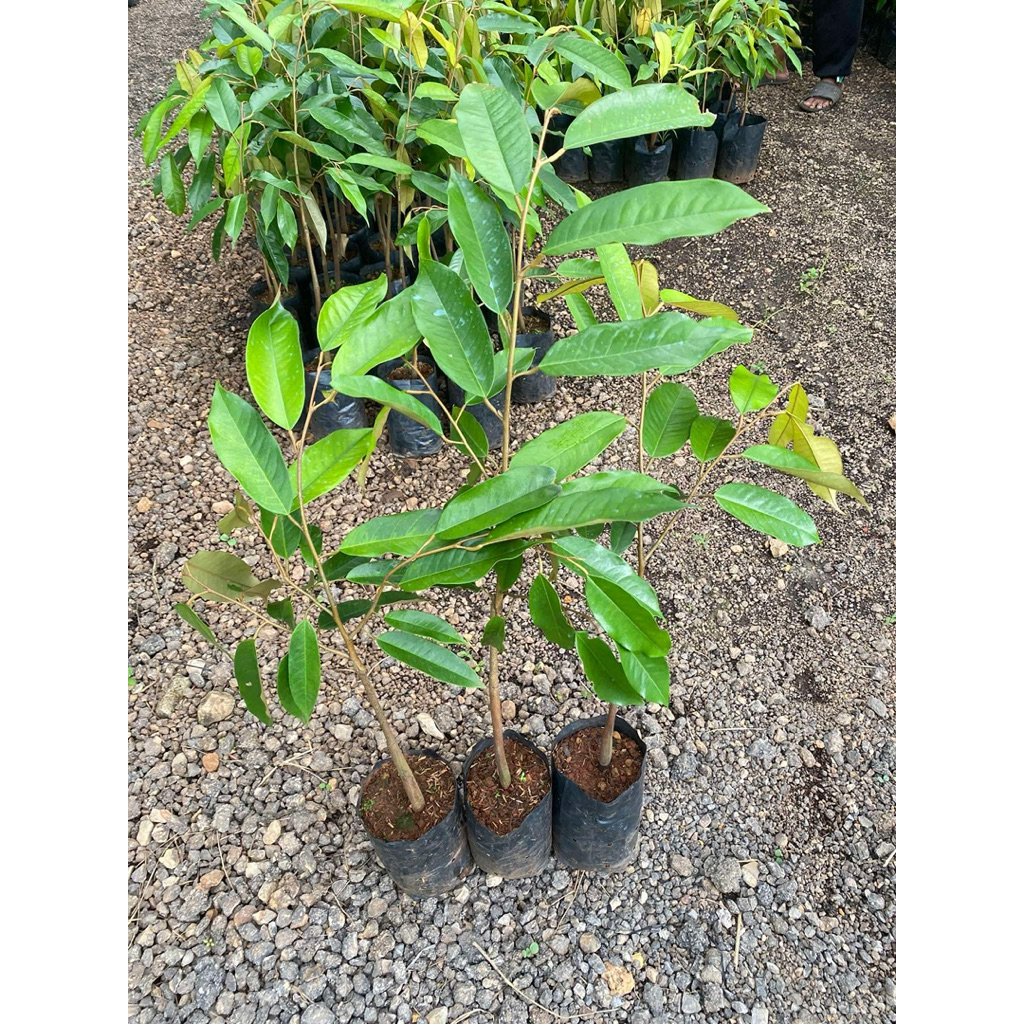 ต้นทุเรียนหมอนทอง 🌳‼️โล๊ะแปลง‼️ 1 ชุด 3 ต้น  ‼️
