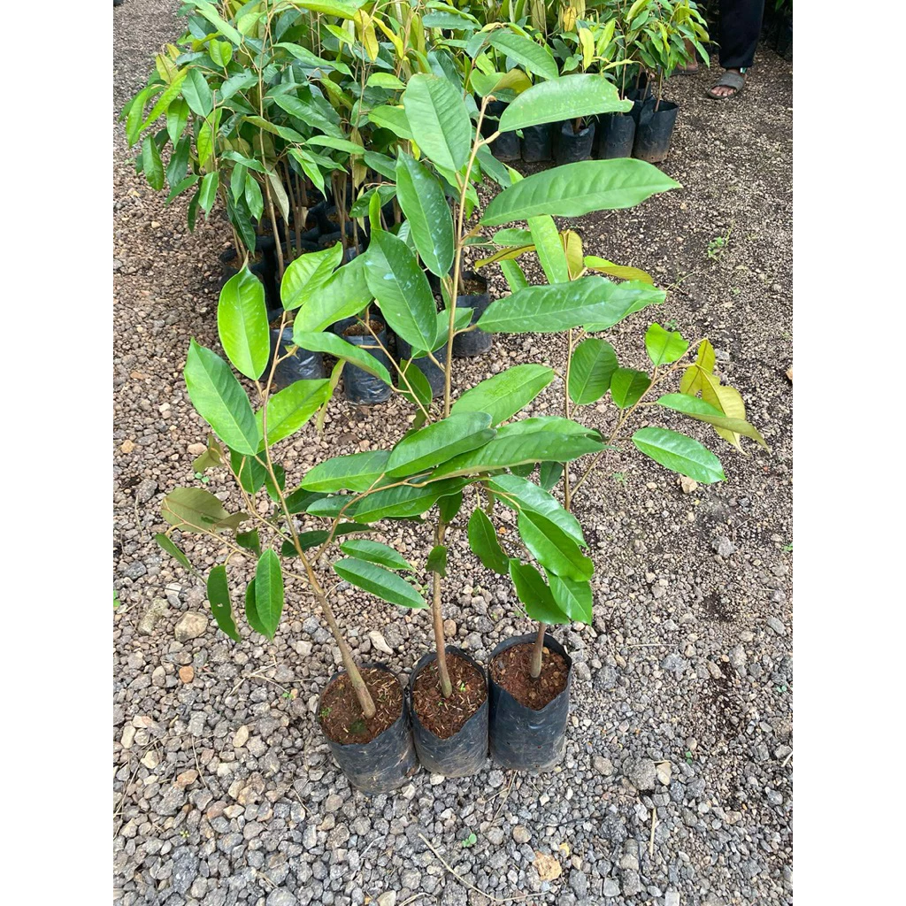 ต้นทุเรียนหมอนทอง 🌳‼️โล๊ะแปลง‼️ 1 ชุด 3 ต้น ‼️