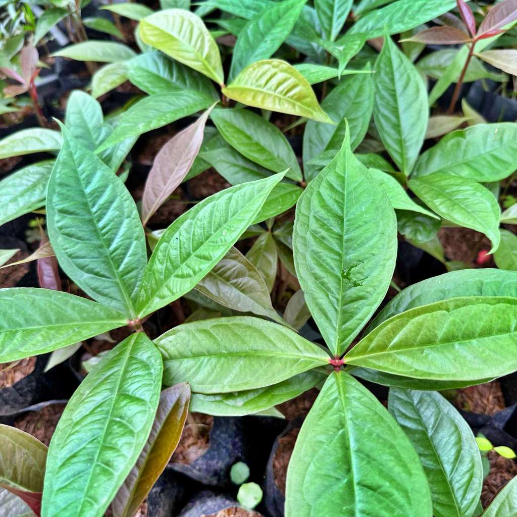 ต้นชมพู่มะเหมี่ยว มะเหมี่ยว ต้นสูง 30-50 ซม แข็งแรงพร้อมปลูก🍎🥦  เนื้อหนานุ่ม หอม และ มีรสชาติหวานอมเปรี้ยว - รูปที่ 2